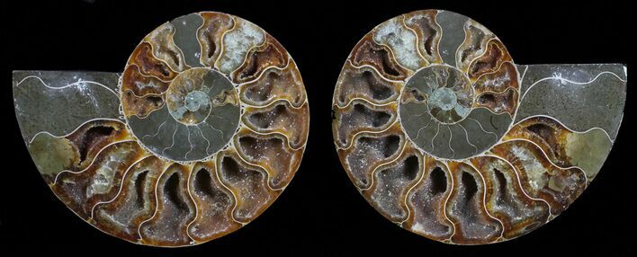 Polished Ammonite Pair - Agatized #59439